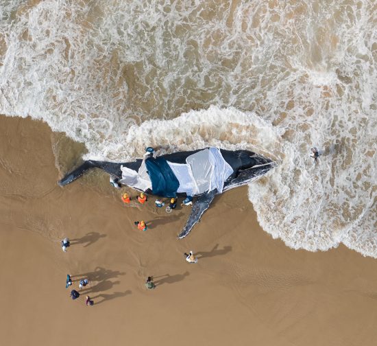 The Official ByronBay.com Guide