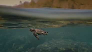 The Official ByronBay.com Guide
