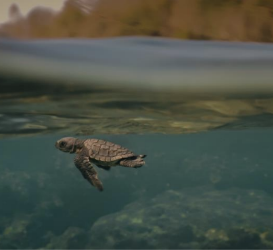 The Official ByronBay.com Guide