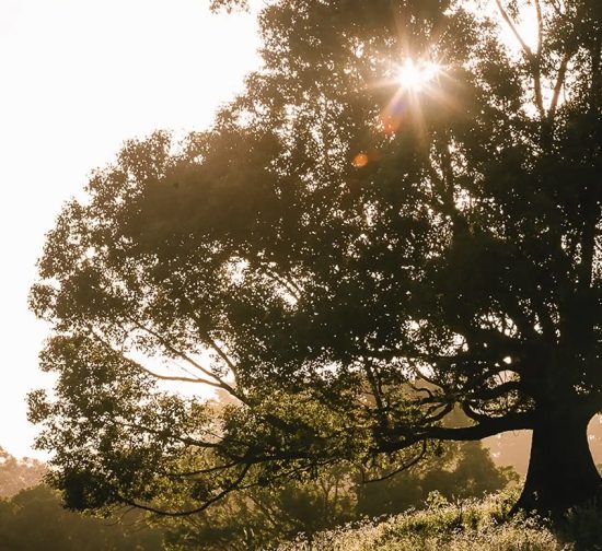 The Official ByronBay.com Guide